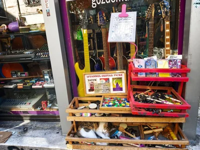 Isztambul macskái, Istanbul cats