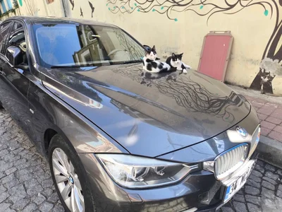 Isztambul macskái, Istanbul cats