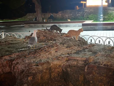 Isztambul macskái, Istanbul cats