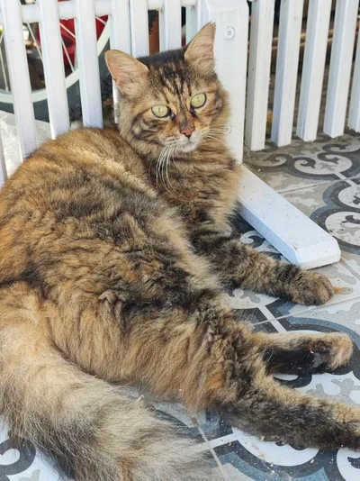 Isztambul macskái, Istanbul cats