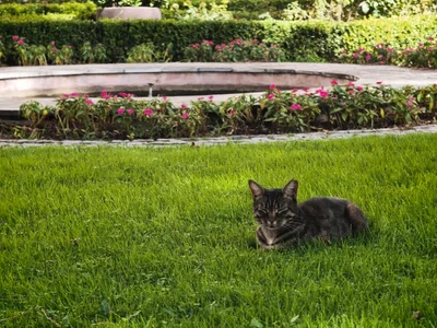 Isztambul macskái, Istanbul cats