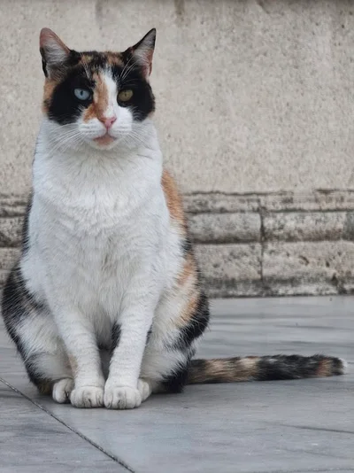 Isztambul macskái, Istanbul cats