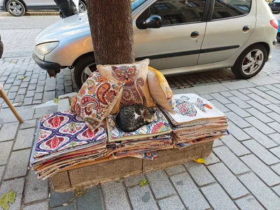 Isztambul macskái, Istanbul cats
