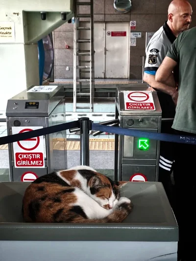 Isztambul macskái, Istanbul cats