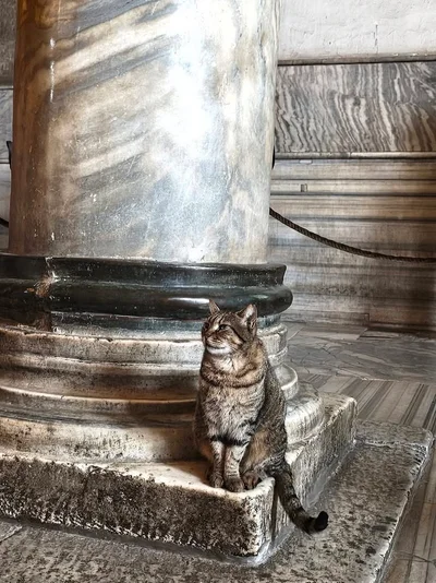 Isztambul macskái, Istanbul cats