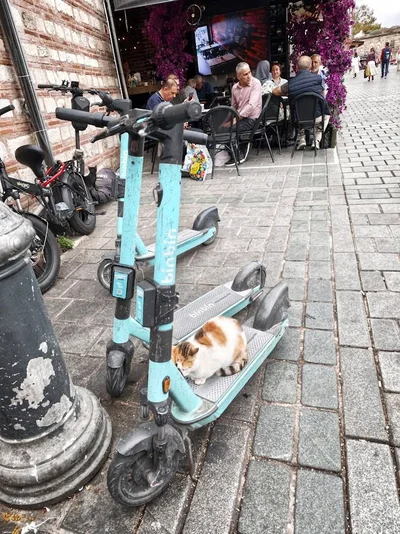 Isztambul macskái, Istanbul cats