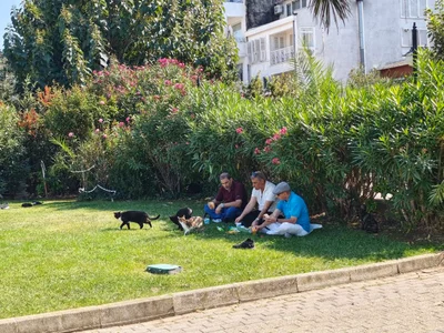 Isztambul macskái, Istanbul cats