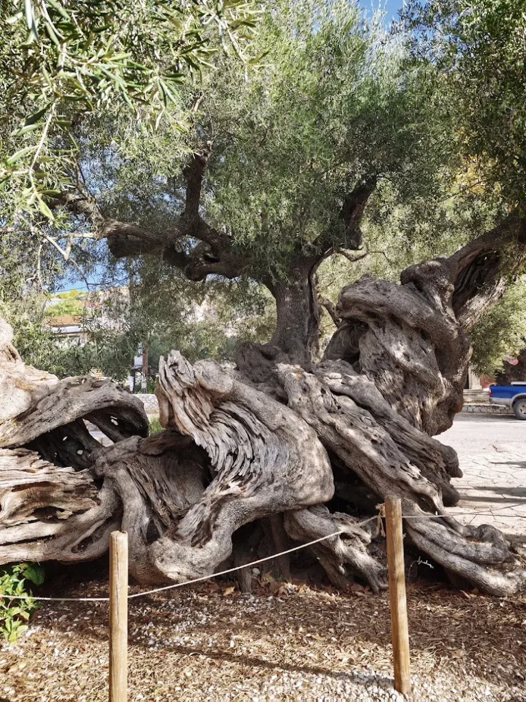 Zakynthos, Exo Chora, 2000 éves olajfa