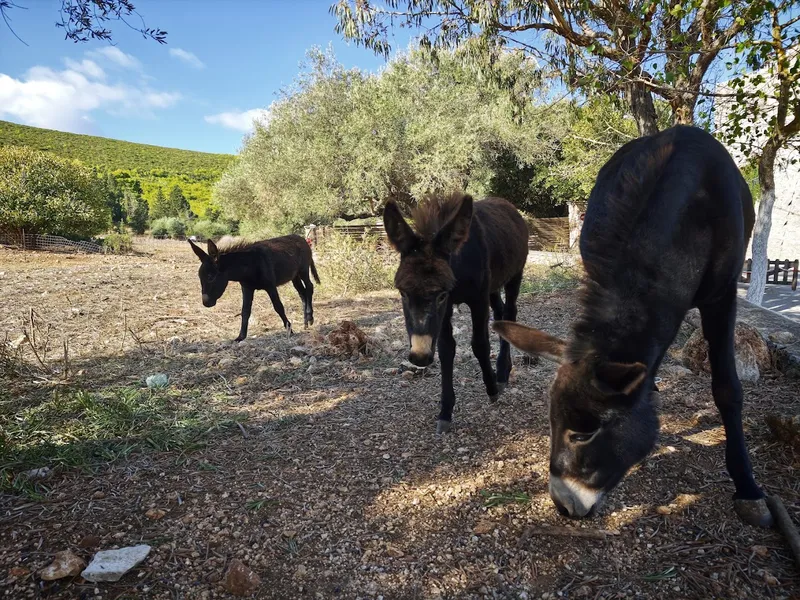 Zakynthos, Anafonitria-kolostor, csacsisimogatás